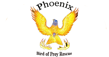  Phoenix Bird of Prey Rescue  logo